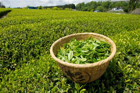 Green tea Extract,Green tea Extract price,Green tea Extract factory