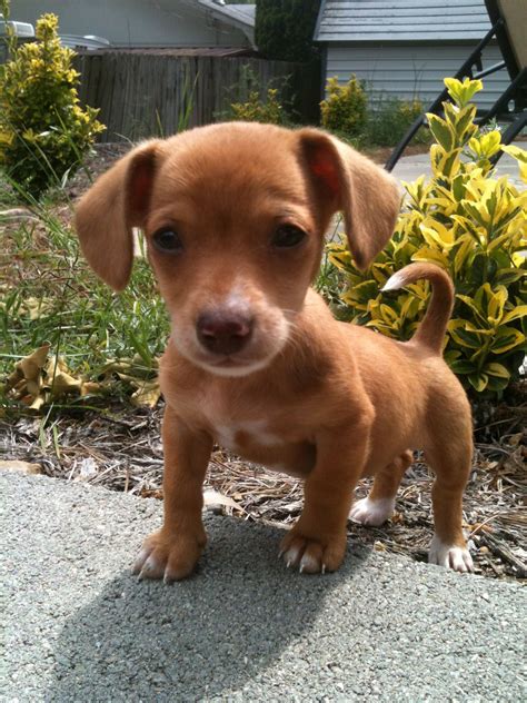 Pin on :D | Chiweenie puppies, Chiweenie dogs, Chiweenie