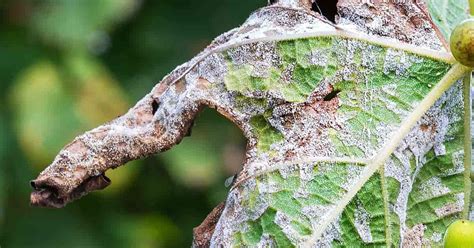 How To Get Rid Of Downy Mildew: Prevention And Treatment