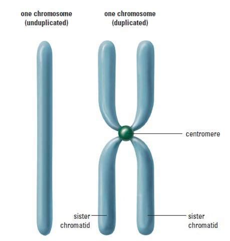 Mitosis | Grade 11 University Biology