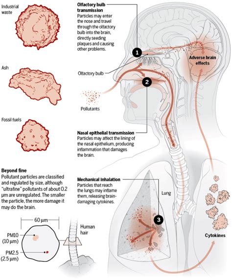 5 Unusual Health Effects of Air Pollution on Humans