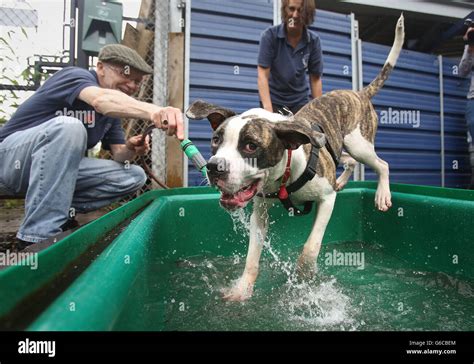 Battersea Dogs and Cats Home Stock Photo - Alamy