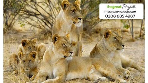 Lion Conservation | The Great Projects