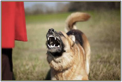 Tips On How To Efficiently Train Your Bad Dog Behavior - Dog Training Tips and Tricks ...