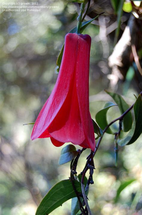 PlantFiles Pictures: Chilean Bellflower (Lapageria rosea) by NCplantsman