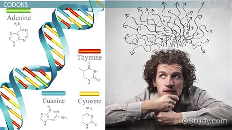 Overview of the Genetic Code - Lesson | Study.com