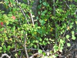 Japanese Barberry: An Exotic Invasive Plant Fact Sheet - Ecological ...