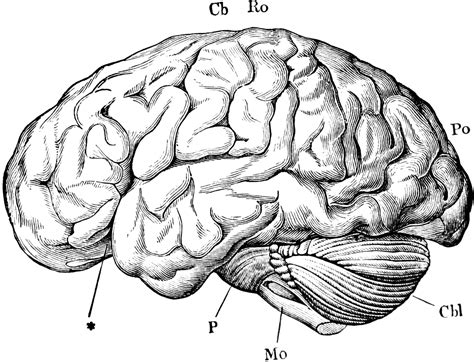 Brain Clip Art Pictures – Clipartix