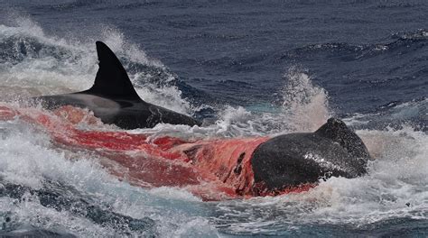 Unprecedented Images Show Australian Orcas Hunting And Killing Rare ...