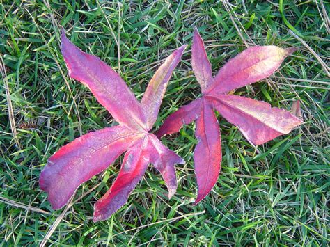 Sweetgum leaves, thin lobes | Sweetgum, Liquidambar, is a co… | Flickr