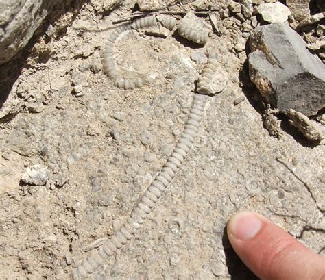 Friday Field Foto #46: Crinoid fossil | WIRED