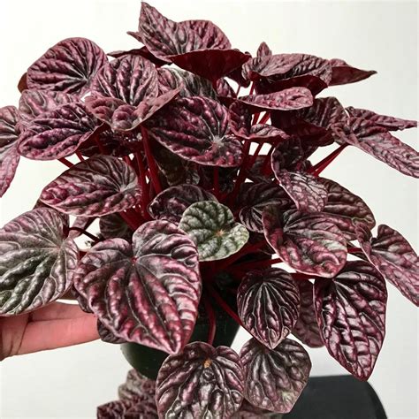 Peperomia Caperata "Red Luna" - Special Plants - nelumbogarden