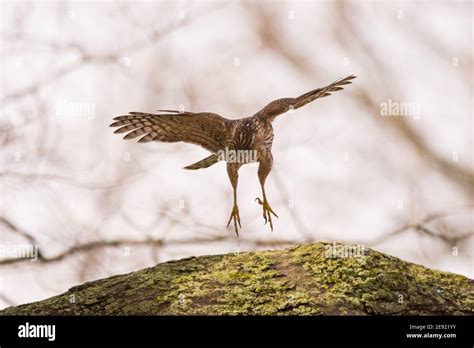 Cooper's Hawk hunting for small songbirds in Wisconsin Stock Photo - Alamy