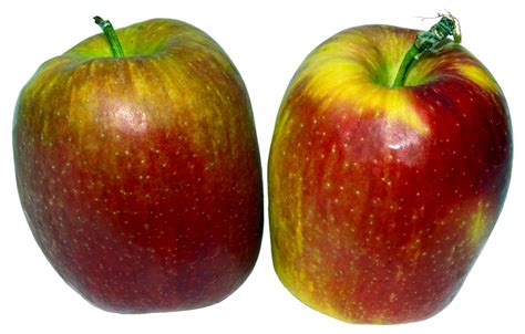 Apple fruit pome fruit free image download