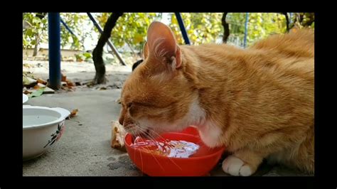 Dog and cat Drinking water Slow motion Video/ நாயும் பூனையும் தண்ணீரை அள்ளி குடிக்கும் அற்புத ...