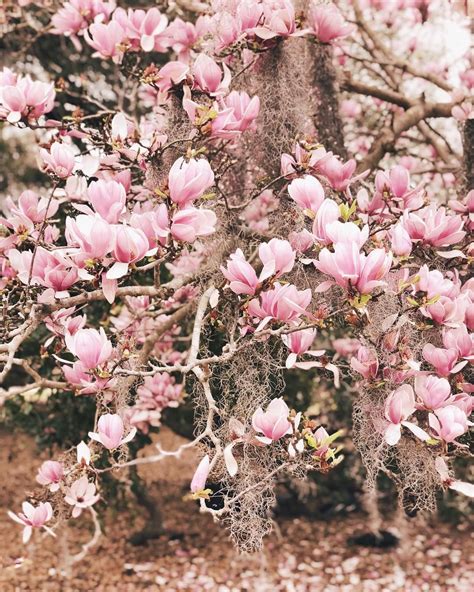 I love when the Japanese Magnolia bloom this time of year. We have a huge tree just outside of ...