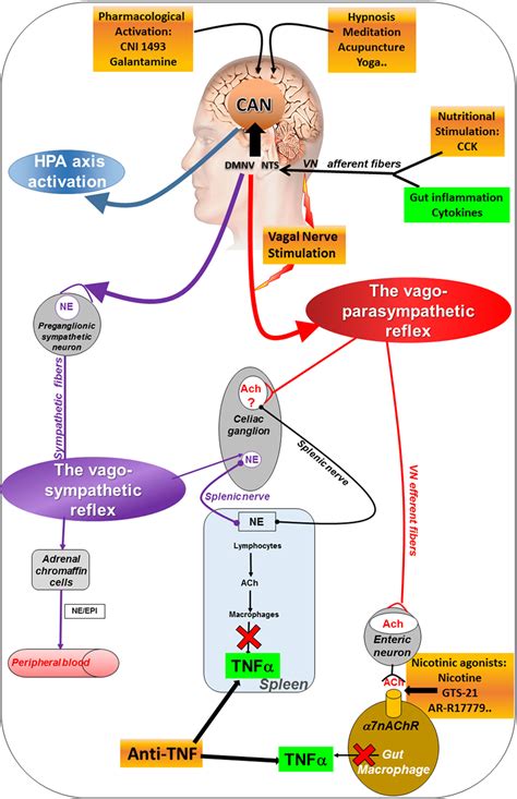 Neurogenic Cough Vagus Nerve Syndrome - Pregnant Center Informations