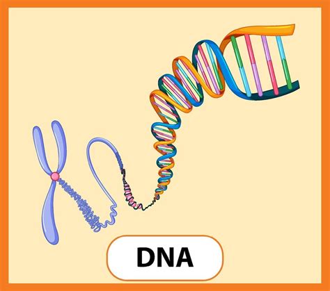 Educational English word card of DNA 2296945 Vector Art at Vecteezy