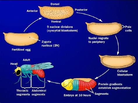 Drosophila Development: Stages, Significance