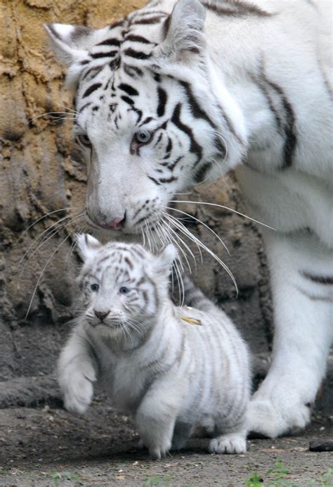 🔥 [71+] White Tiger Cubs Wallpapers | WallpaperSafari