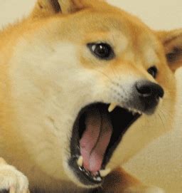 Pin by p3ace_ on Doge in 2020 | Doge gif, Doge meme, Doge dog