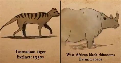 Watch: Species That Have Gone Extinct In Past 100 Years