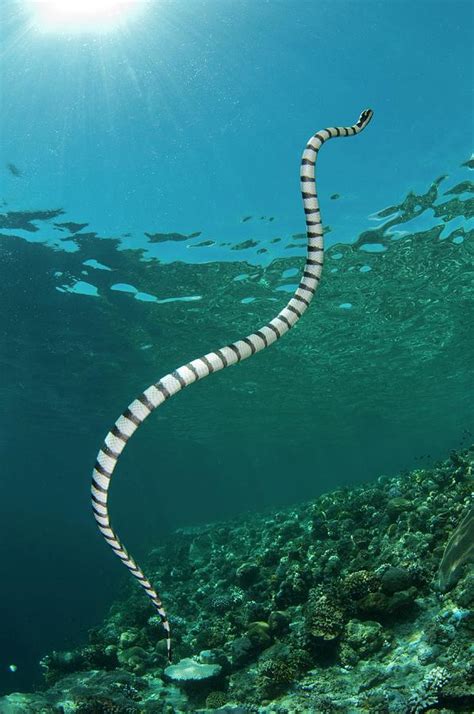 Black-banded Sea Krait Photograph by Scubazoo/science Photo Library