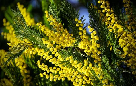 Download Wattle Mimosa Branch Macro Nature Golden Wattle HD Wallpaper by Alexander Razgulyaev