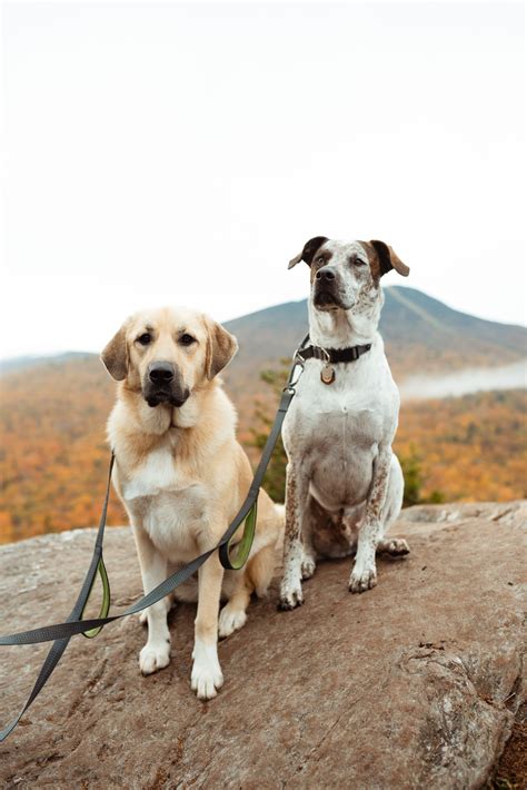 Peak Fall Foliage Elopement in Killington, Vermont — MoHo Photo