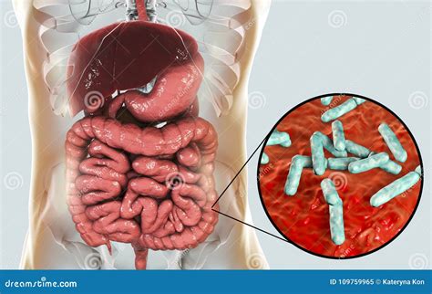 Normal Flora Of Small Intestine, Bacteria Lactobacillus Royalty-Free ...