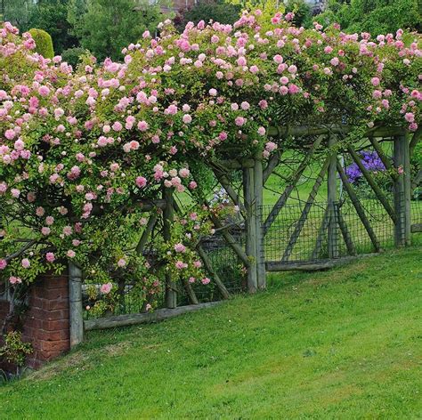 Climbing Roses On Fence: A Guide For Beginners - SONG OF ROSES