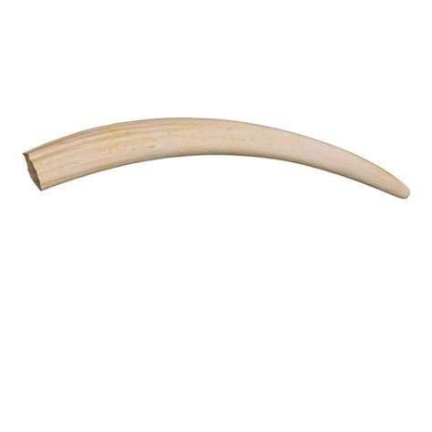 Replica Walrus Tusks For Sale – Skulls Unlimited International, Inc.