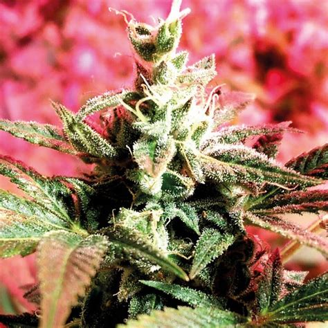 Buy Banana Bread Feminised Seeds by Holy Smoke Seeds - Intl. Starseed Network