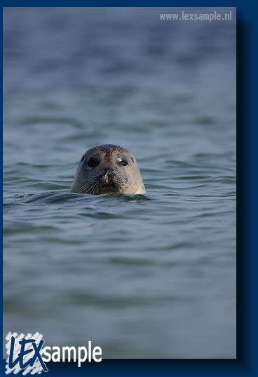 The common seals are curious and constantly keep an eye on you.