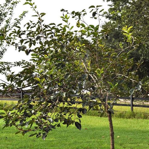 Fuyugaki Persimmon Trees for Sale at Arbor Day's Online Tree Nursery ...