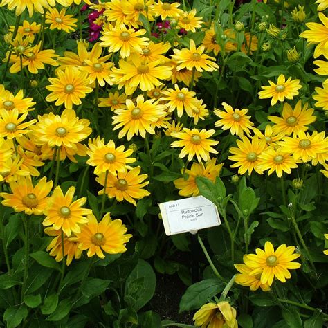 Rudbeckia Prairie Sun - RCOP