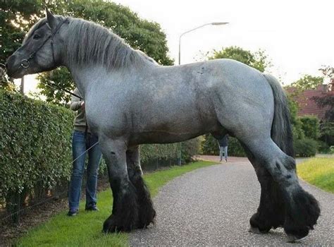 Top 10 Largest Horse Breeds In The World | Horse is Love