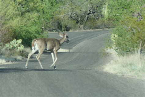 Road Runner: Saguaro National Park