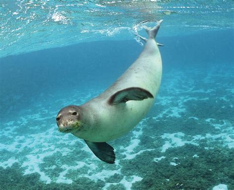 Monk seal | Hawaiian, Endangered, Conservation | Britannica