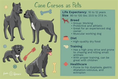 37+ Cane Corso Age Weight Chart Image - Codepromos