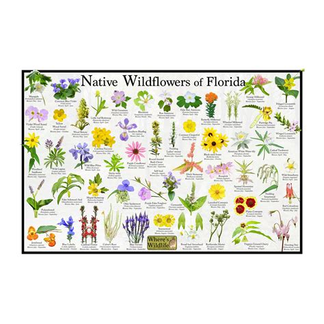 Native Wildflowers of Florida / State Flower Field Guide - Etsy | Florida flowers, Wild flowers ...