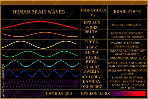 Human brain waves. Basic levels of brain wave frequencies. Processes and states of the brain ...