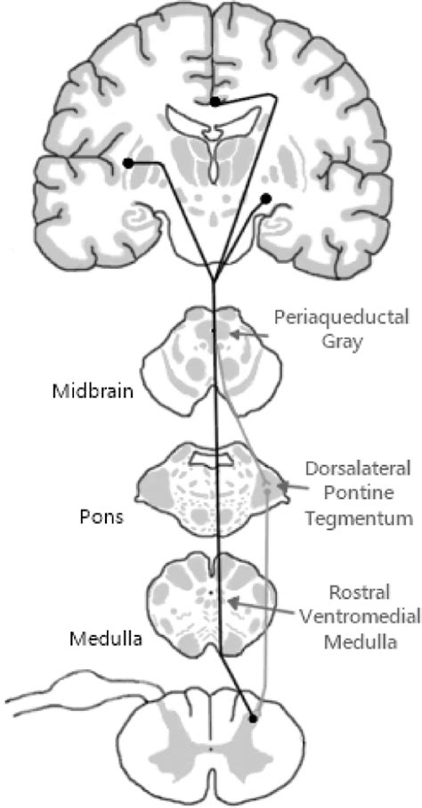 Descending pathway of pain control, including córtex, periaqueductal... | Download Scientific ...