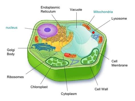 Cell project example