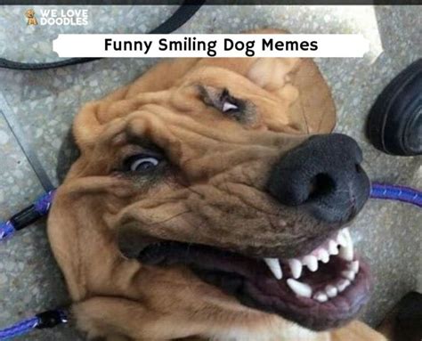 22 Funny Smiling Dog Memes!