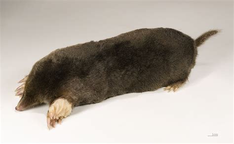 Mole (animal) - Wikipedia