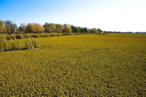 Pampas: Lowland Plains (South America) | LAC Geo