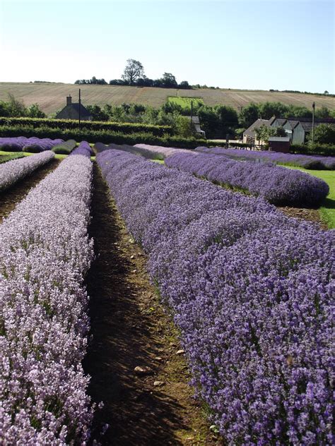 Cotswold Lavender | Lavender farm, Beautiful broadway, Lavender fields