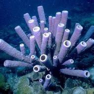 Phylum Porifera: Sponges Tutorial | Sophia Learning