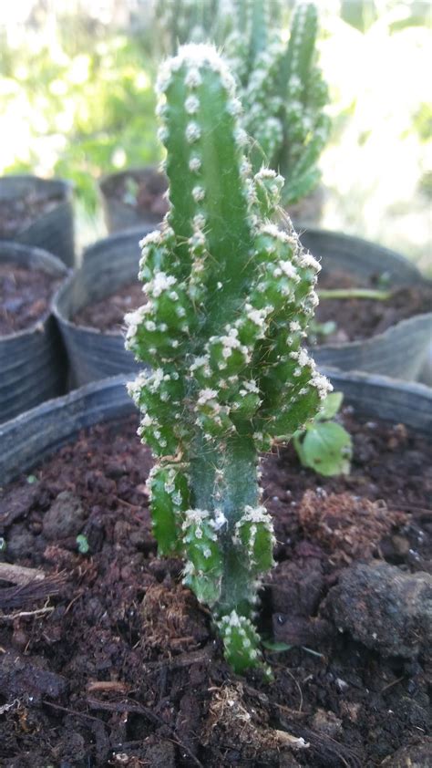 TheWayofJay: Fairy Castle Cactus Propagation